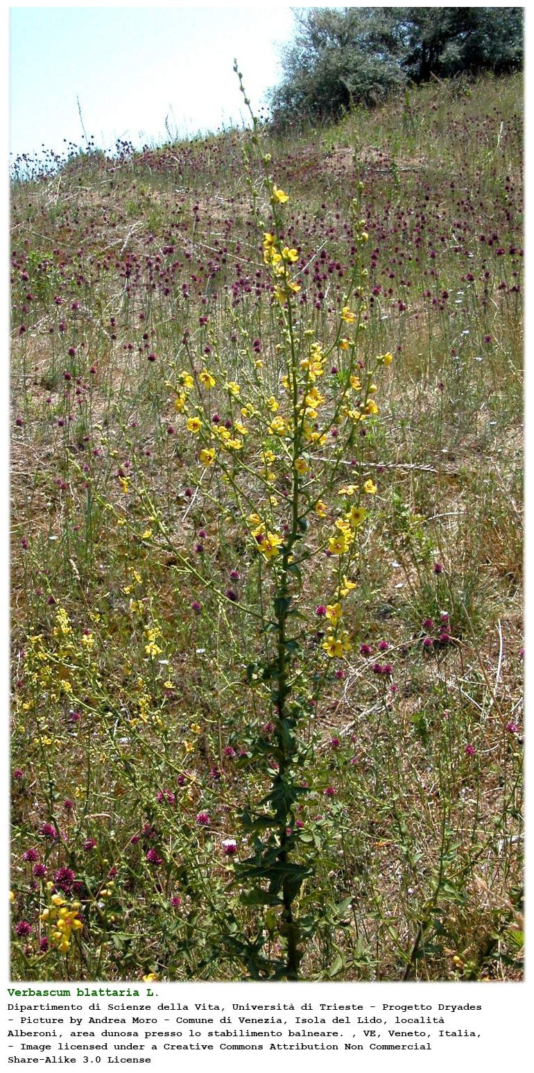 Verbascum blattaria verbasco delle falene