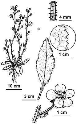 Verbascum blattaria