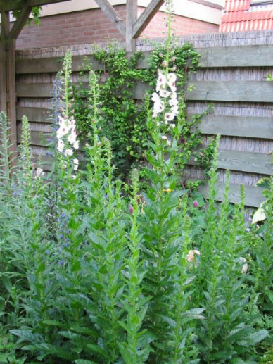 Verbascum blattaria albiflorum