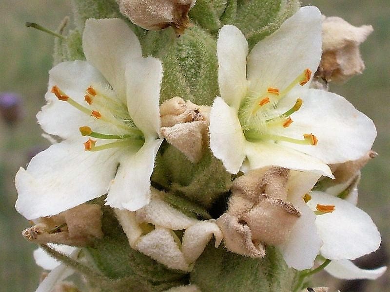 White blush verbascum blattaria albiflorum moth mullein flower see â seedville usa