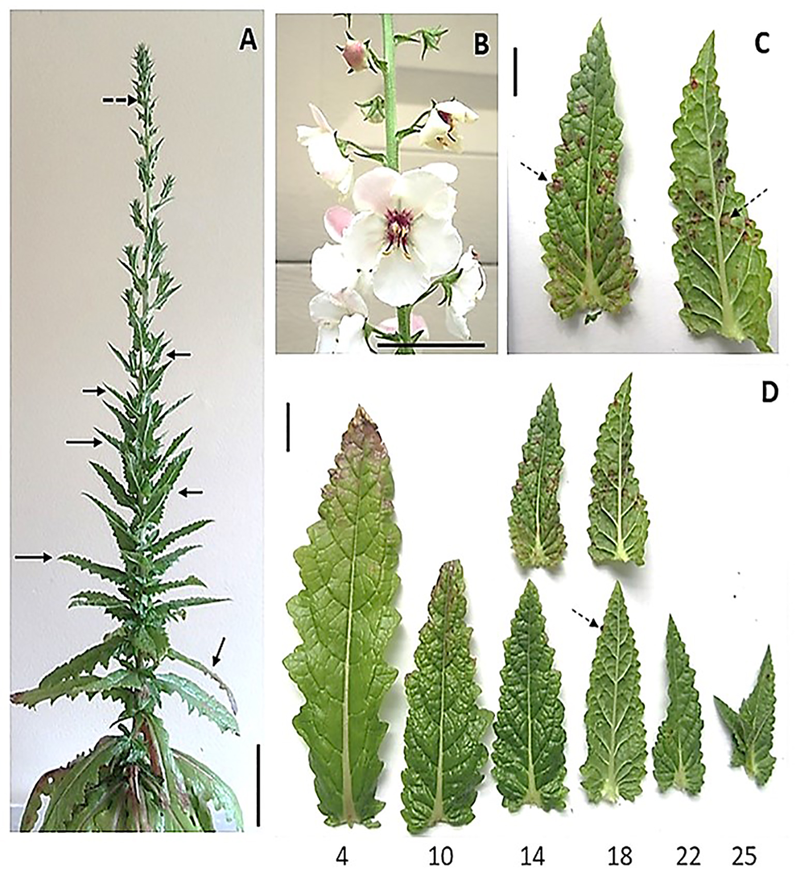 Leaf morphology genetic analysis and low temperature requirement for flowering of verbascum blattaria plant genetic resources core