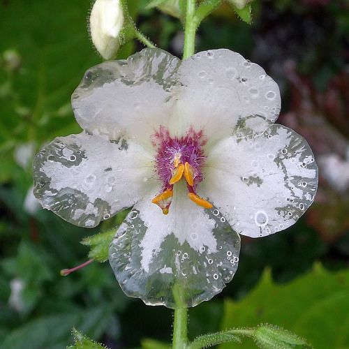 Verbascum blattaria alba tuin ideeãn