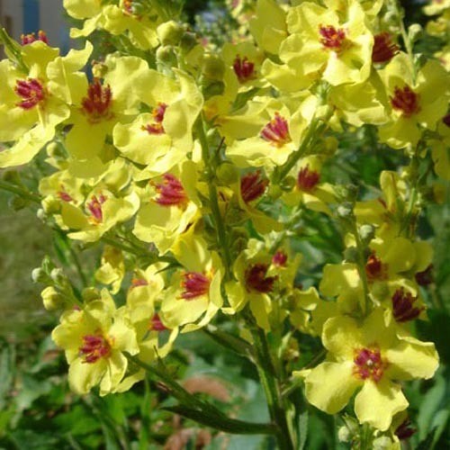 Verbascum blattaria alba seeds seeds moth mullein