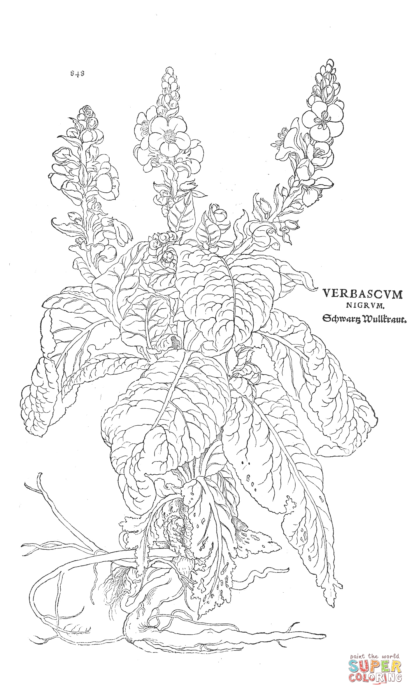 Verbascum nigrum coloring page free printable coloring pages