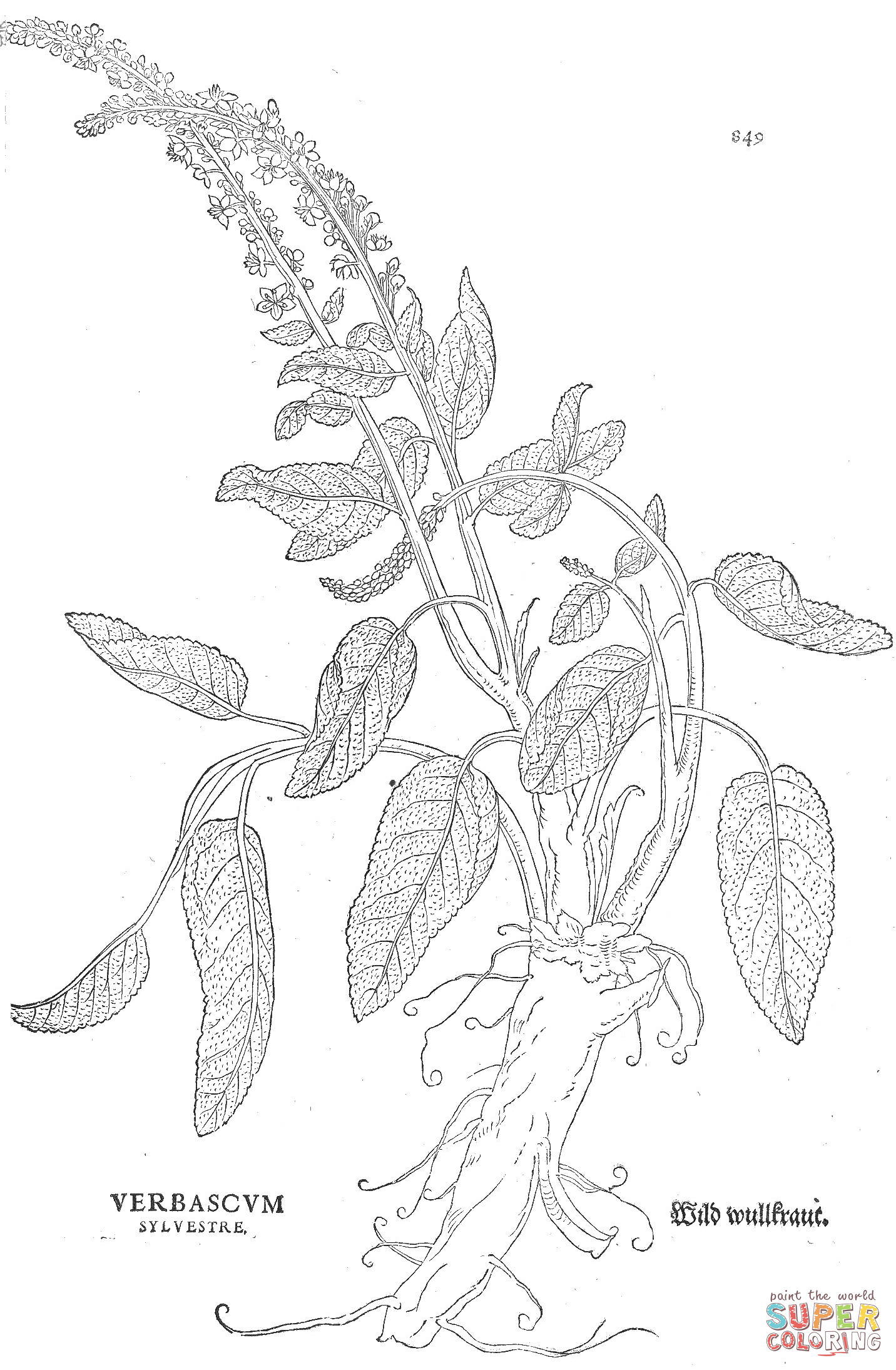 Verbascum sylvestre coloring page free printable coloring pages