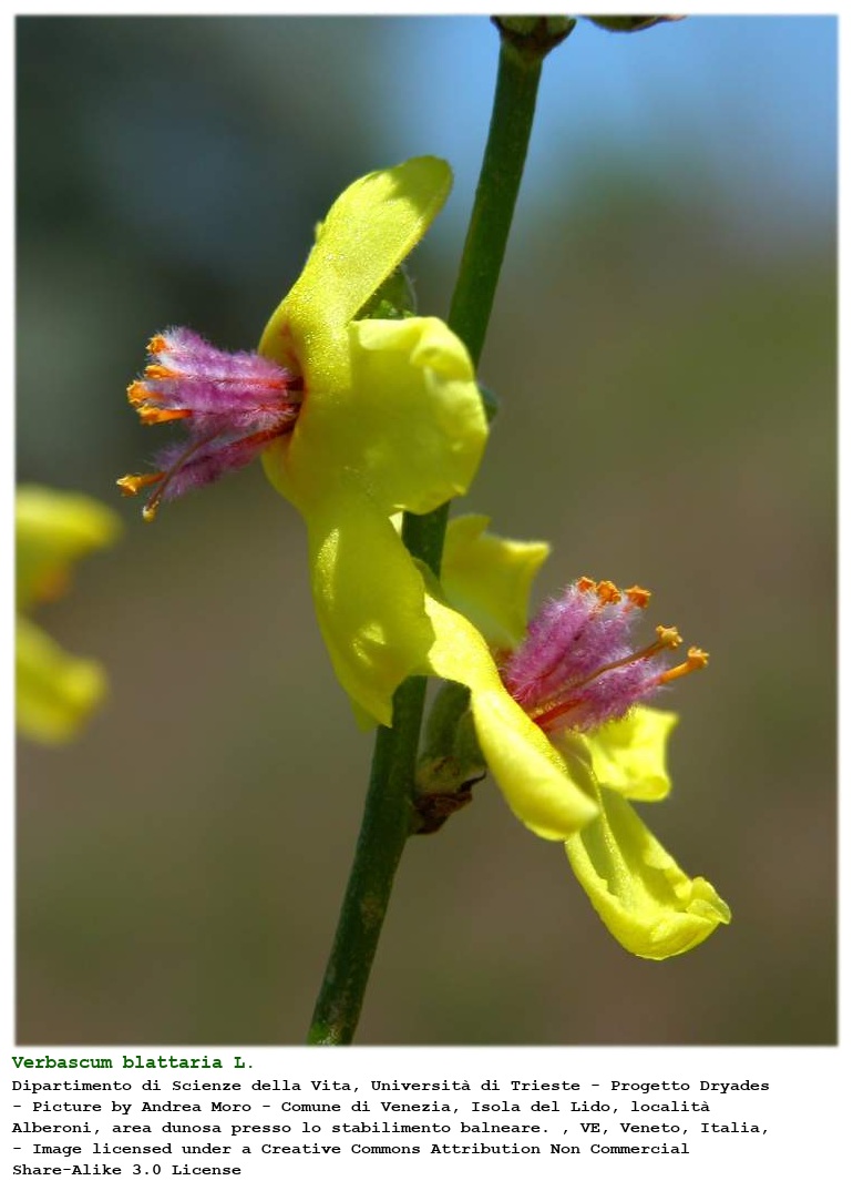 Verbascum blattaria verbasco delle falene