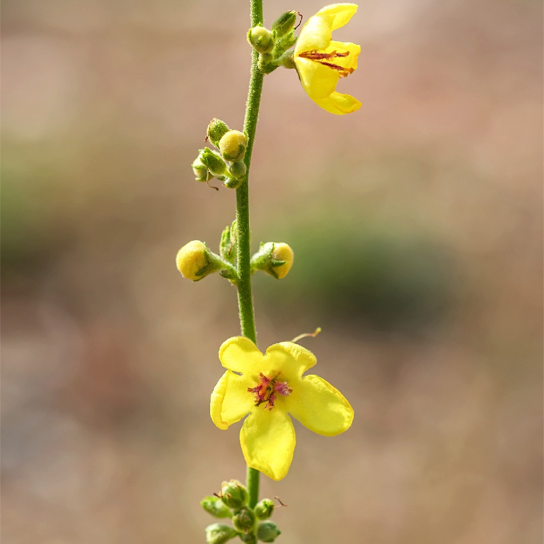 Moth mullein verbascum blattaria flower leaf care uses