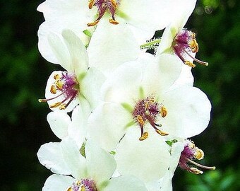 Verbascum blattaria alba white blush seed