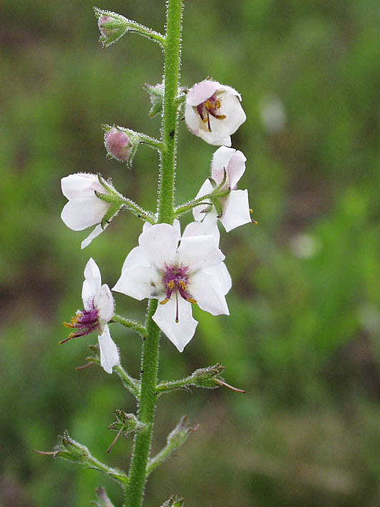 Rp seeds verbascum blattaria white mullein seeds