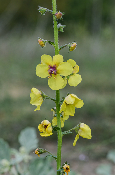 Verbascum blattaria molãne blattaire scrophulariaceae fiche dãtaillãe fleurs des hautes