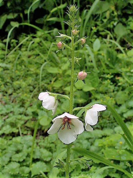 White blush verbascum blattaria albiflorum moth mullein flower see â seedville usa