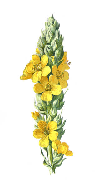 Verbascum stock illustrations royalty