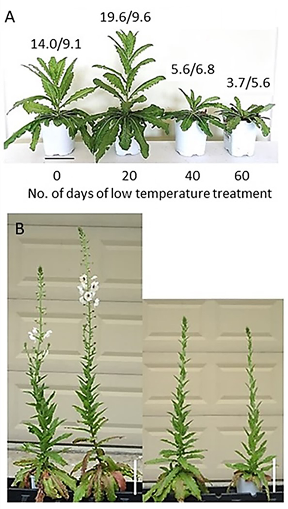 Leaf morphology genetic analysis and low temperature requirement for flowering of verbascum blattaria plant genetic resources core