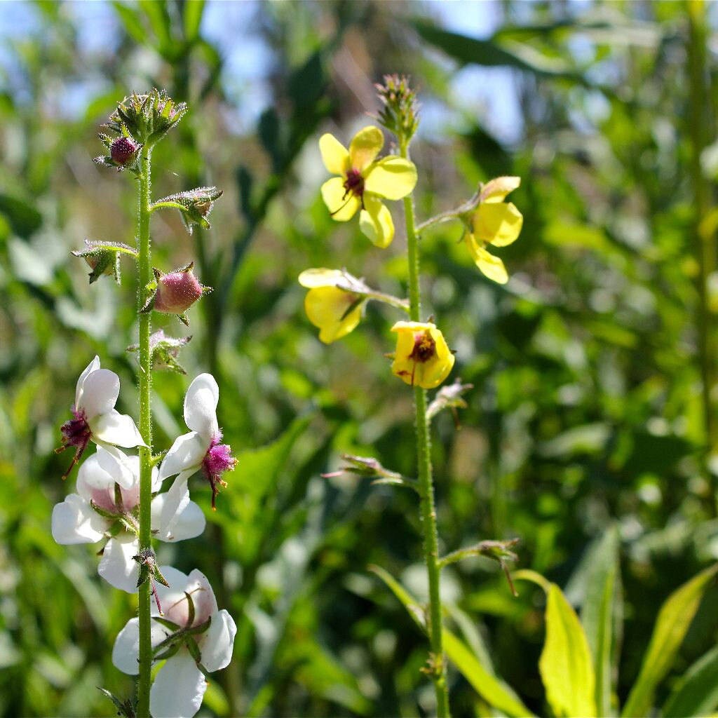 Verbascum blattaria