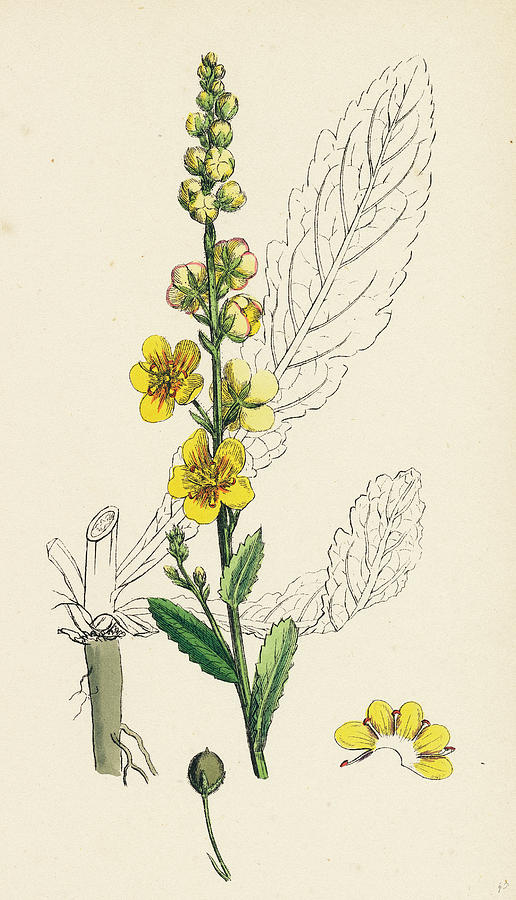 Verbascum blattaria moth mullein drawing by english school