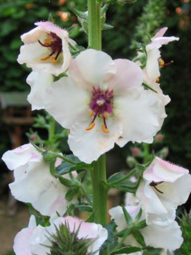 Verbascum blattaria albiflorum