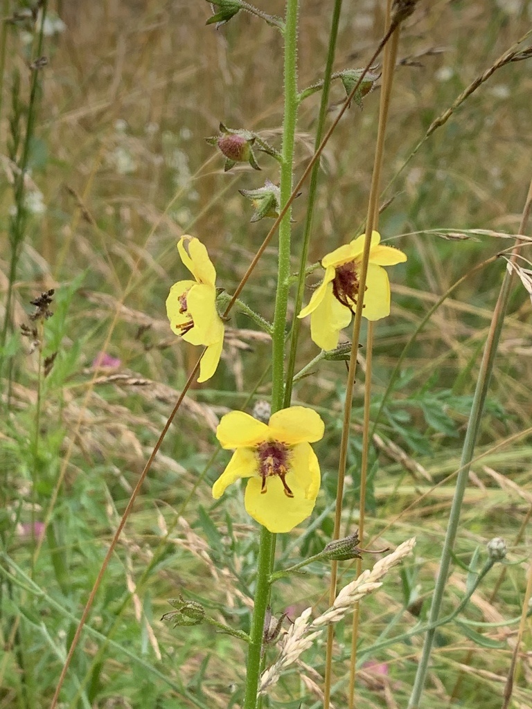 Verbascum blattaria