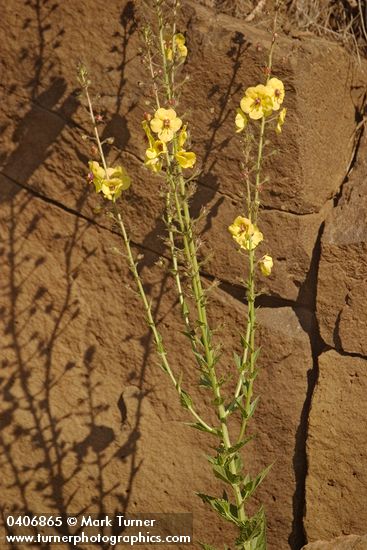 Verbascum blattaria moth mullein wildflowers of the pacific northwest