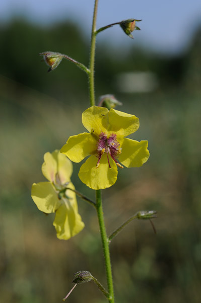 Verbascum blattaria molãne blattaire scrophulariaceae fiche dãtaillãe fleurs des hautes