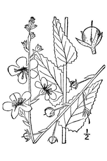 Verbascum blattaria verbasco delle falene