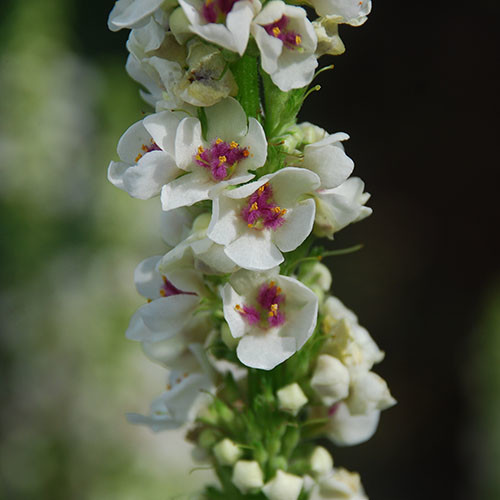 Verbascum blattaria alba seeds seeds moth mullein