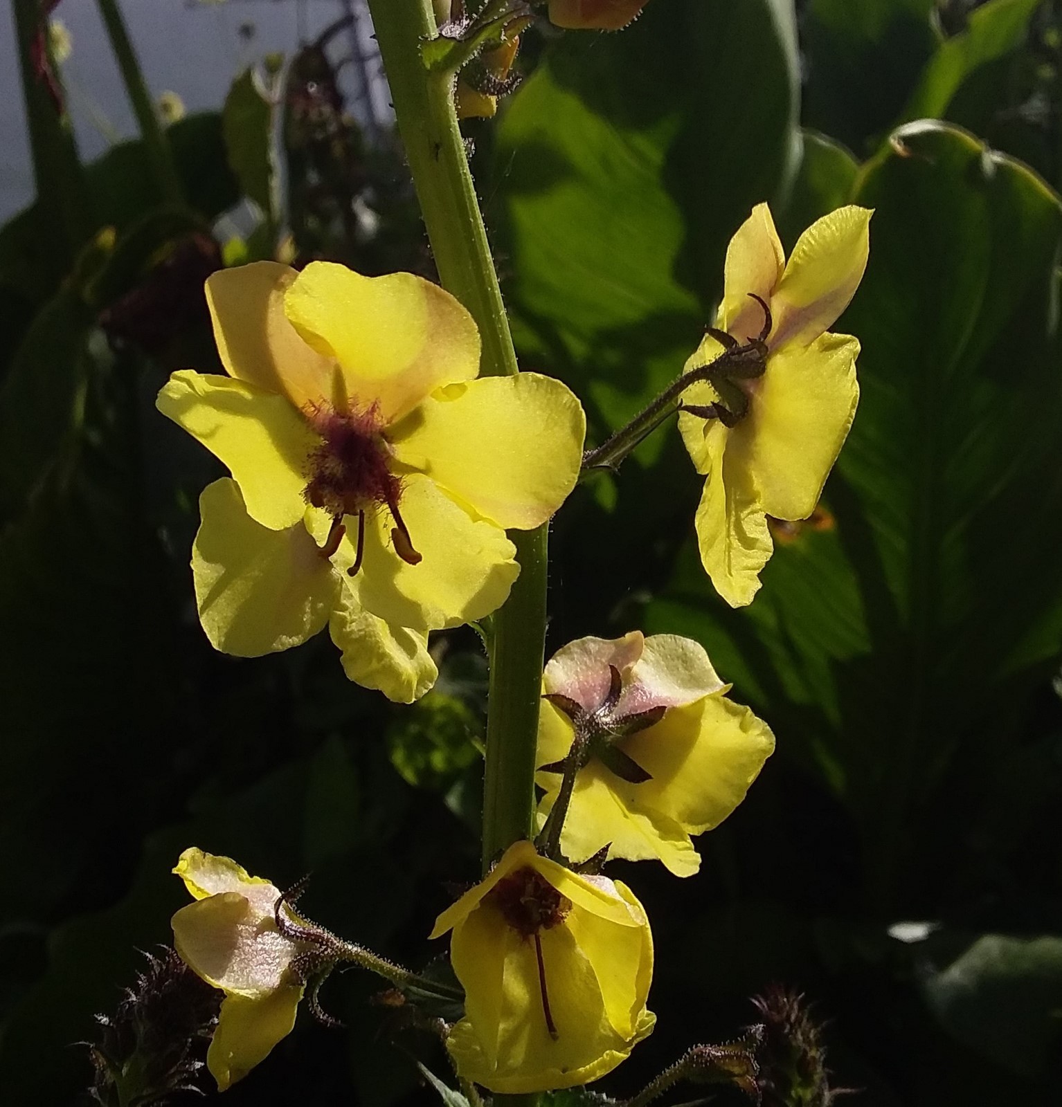 Verbascum blattaria