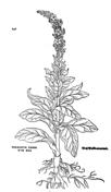 Verbascum blattaria coloring page free printable coloring pages