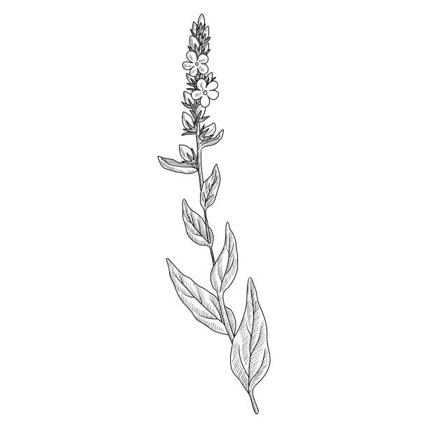 Verbascum stock illustrations royalty