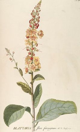 Verbascum blattaria toorts mottenkruid species vintage posters canvas afdrukken botanische tekening