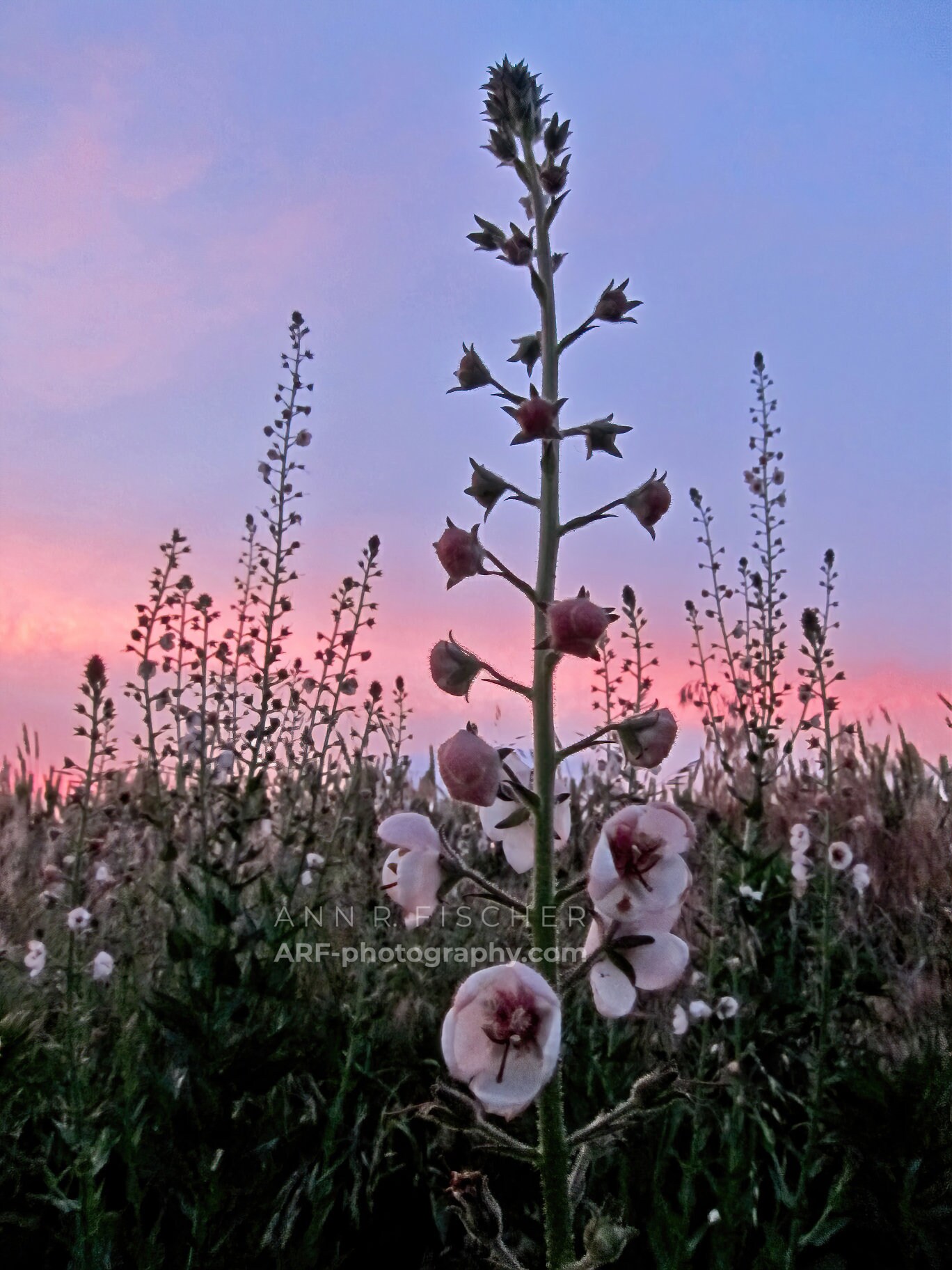 Verbascum blattaria