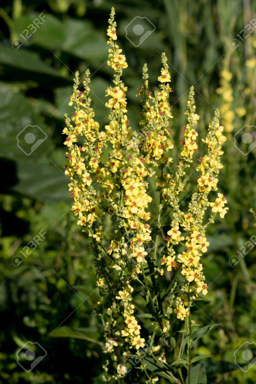 Mullein verbascum blattaria is an alternative healing field plant stock photo picture and royalty free image image