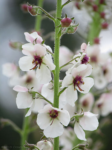 Caws moth mullein verbascum blattaria