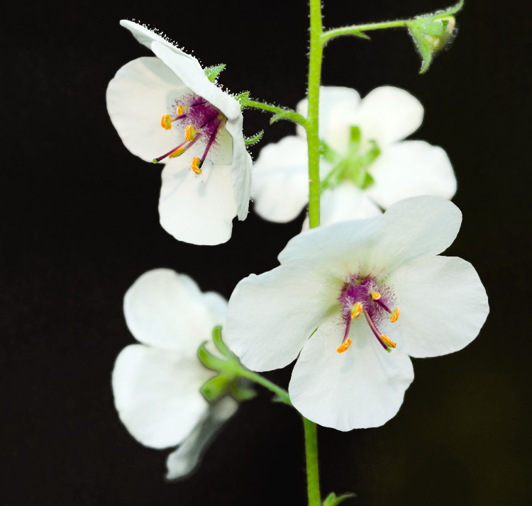 Verbascum blattaria f alba moth mulleinno wa