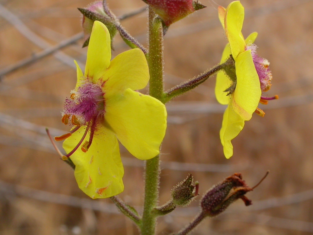 Moth mullein noxious weeds of colorado