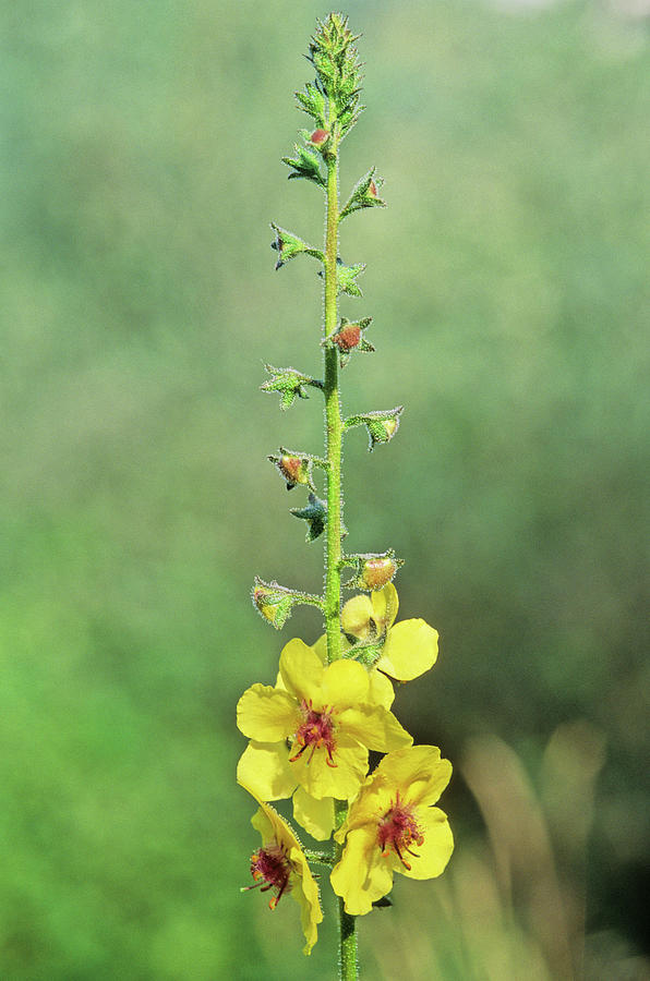 Moth mullein verbascum blattaria photograph by bruno petrigliascience photo library