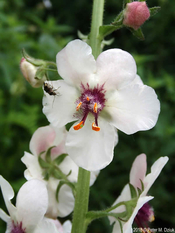 Verbascum blattaria moth mullein minnesota wildflowers