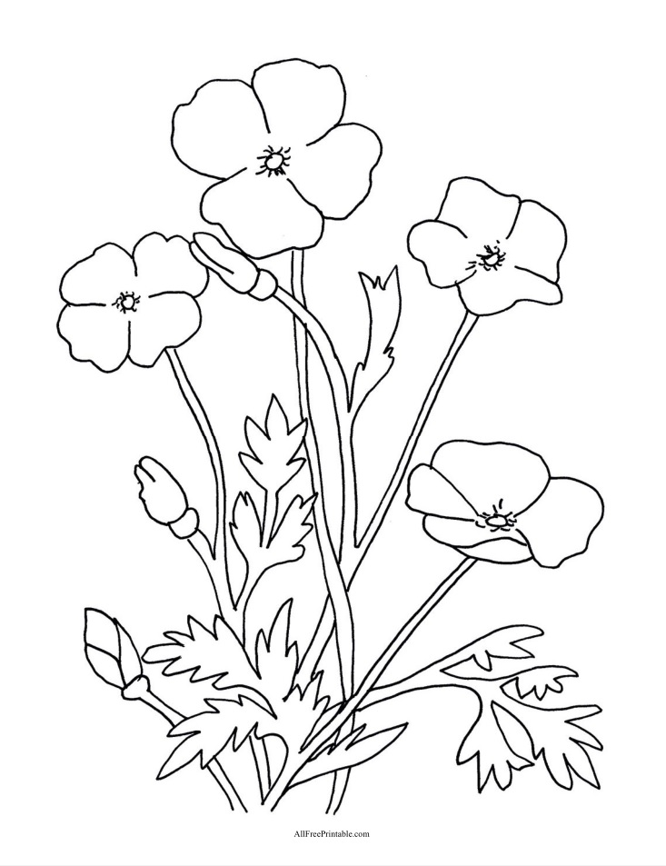 Poppy flowers coloring page â free printable