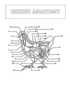 Veterinary anatomy coloring book animal dog anatomy and physiology workbook made by teachers