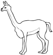 Vicunas coloring pages free coloring pages