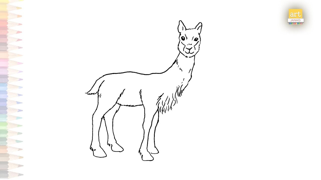 Vicuna drawing llama drawings how to draw vicuna simply step by step easy animal drawings