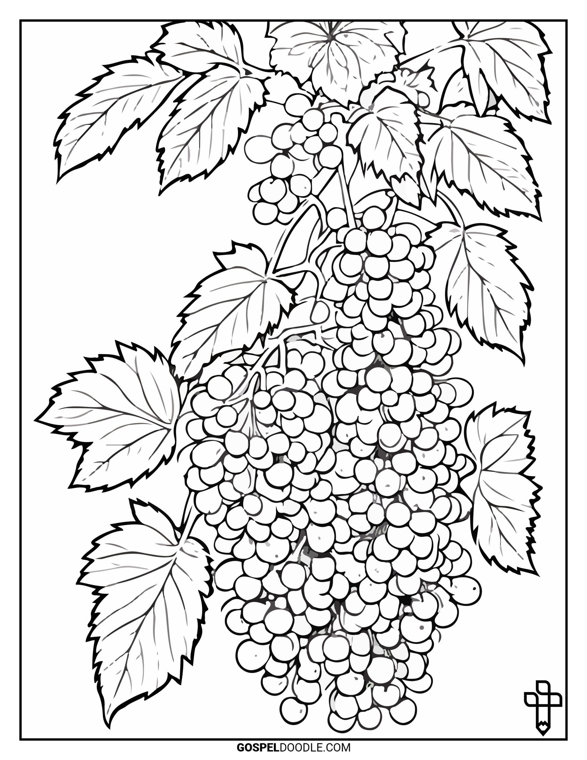 Grapes on a vine coloring page