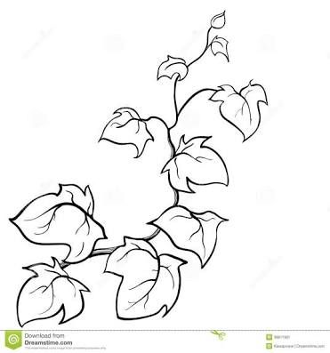 Image result for coloring page vine and branches vine drawing leaf coloring page coloring pages