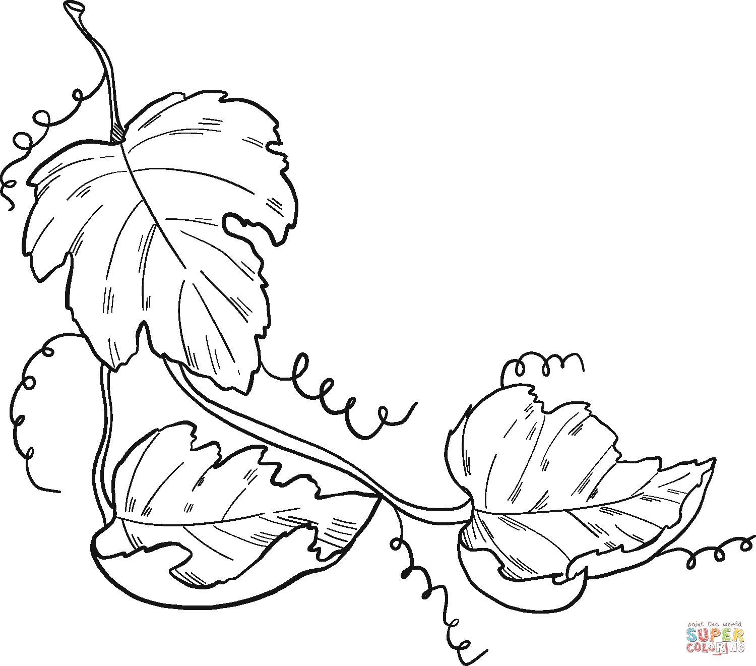 Grape vine coloring page free printable coloring pages