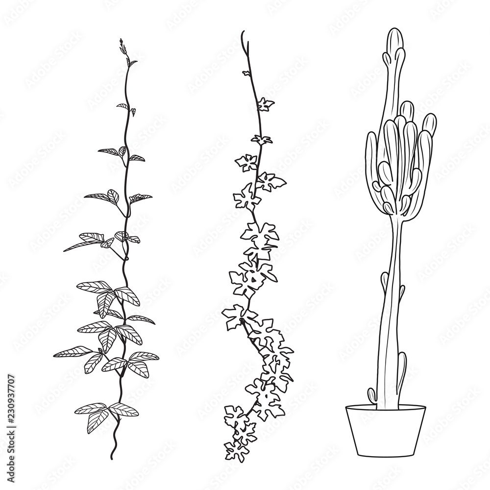 Vine cactus plant set coloring book hand drawn for design and a coloring sheet vector illustration vector