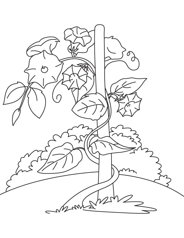 Bindweed vine coloring page download free bindweed vine coloring page for kids best coloring pages