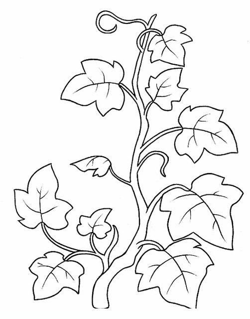 Ivy flowers coloring pages vine drawing coloring pages vine and branches