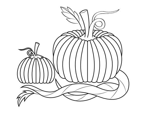 Printable pumpkins and vines coloring page