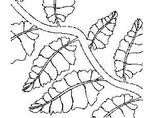 Vine with leaves coloring page