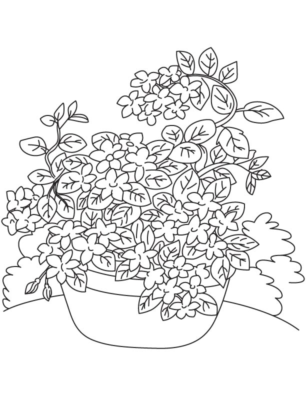 Jasmine vine coloring page download free jasmine vine coloring page for kids best coloring pages