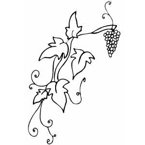 Grapevine coloring page